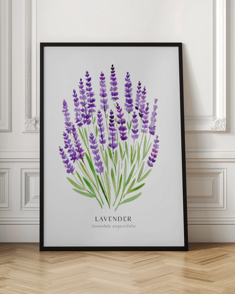 Lavender I Poster