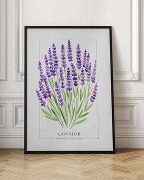 Lavender II Poster