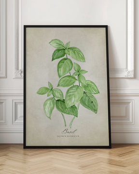 Basil vintage Poster