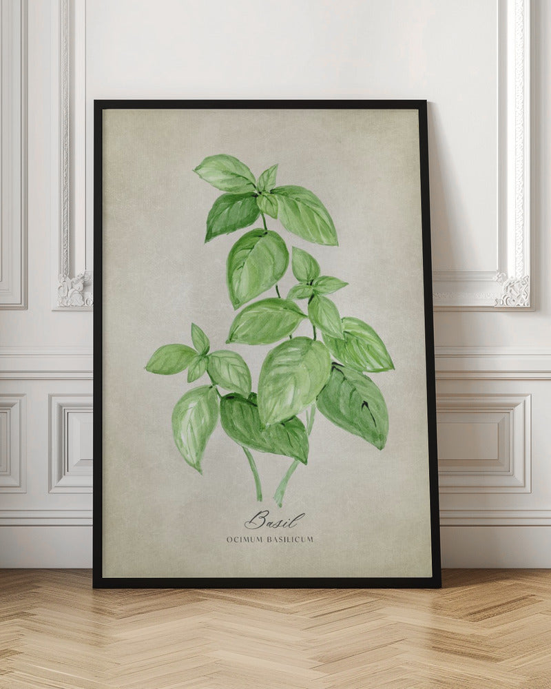 Basil vintage Poster