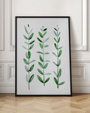 Watercolor eucalyptus parvifolia Poster