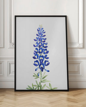 Watercolor Texas bluebonnet Poster