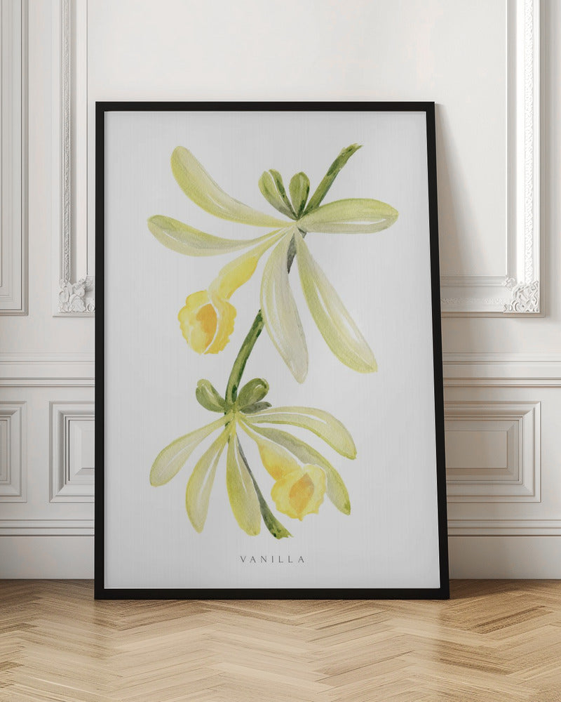 Watercolor vanilla orchid Poster