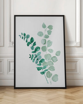 Two eucalyptus branches Poster