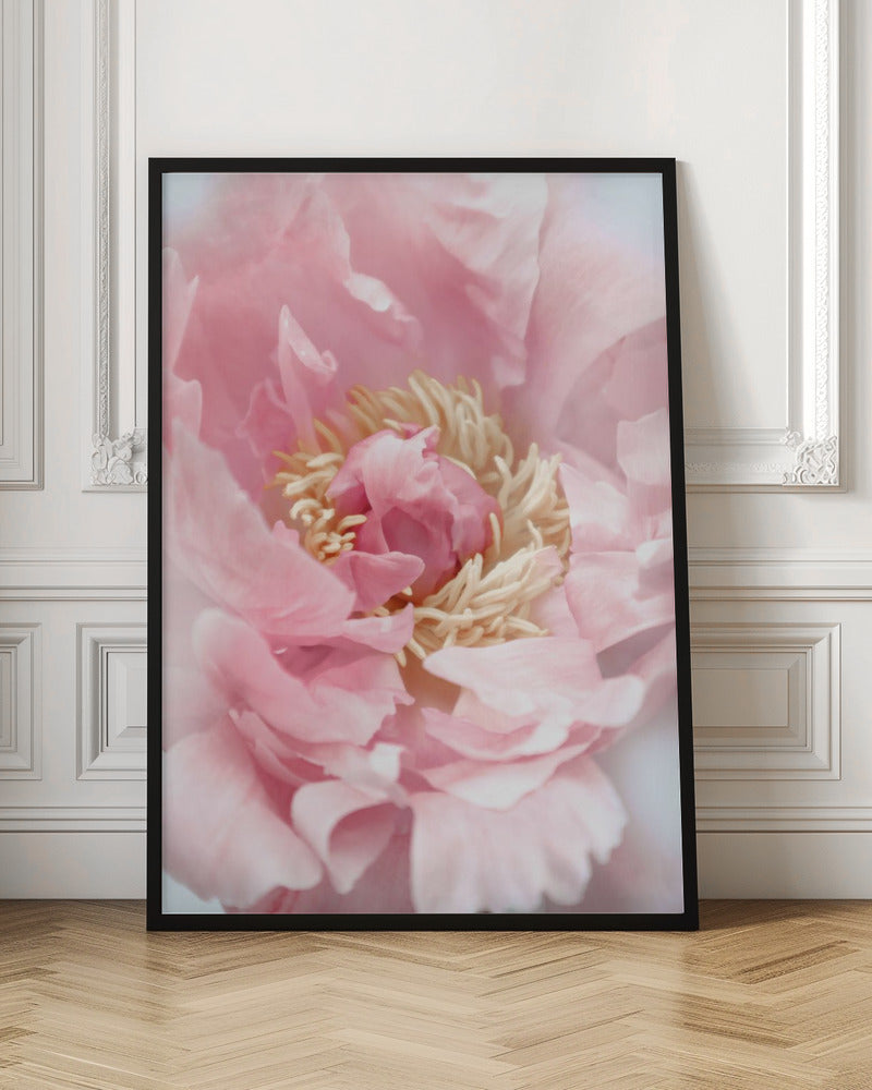 Blush peony I Poster