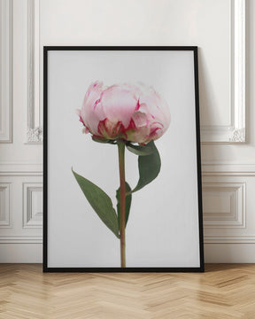 Pink peony II Poster