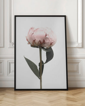 Blush peony II Poster