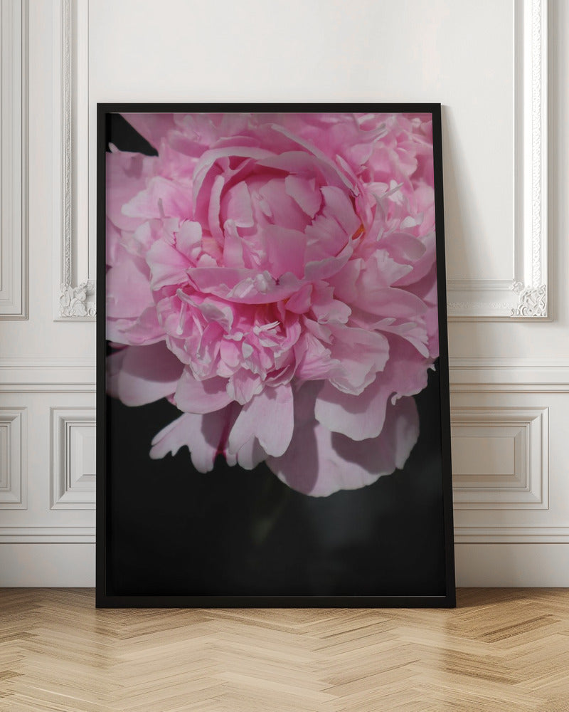 Pink peony V Poster