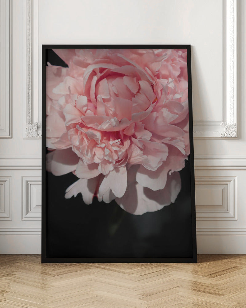 Blush peony V Poster