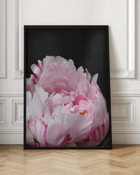 Pink peony VIII Poster