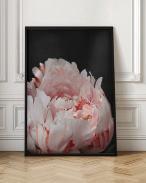 Blush peony VIII Poster