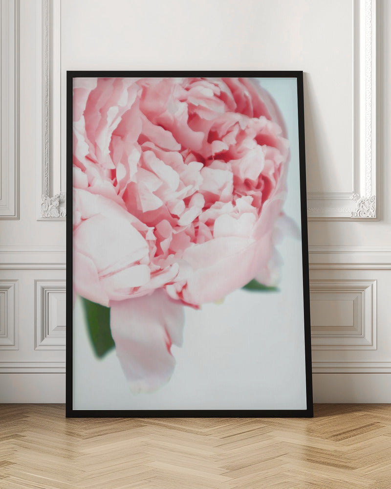 Blush peony VII Poster