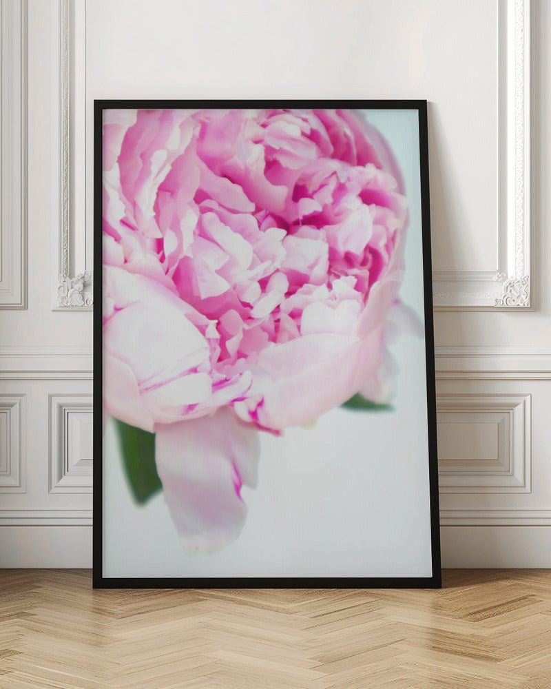 Pink peony VII Poster