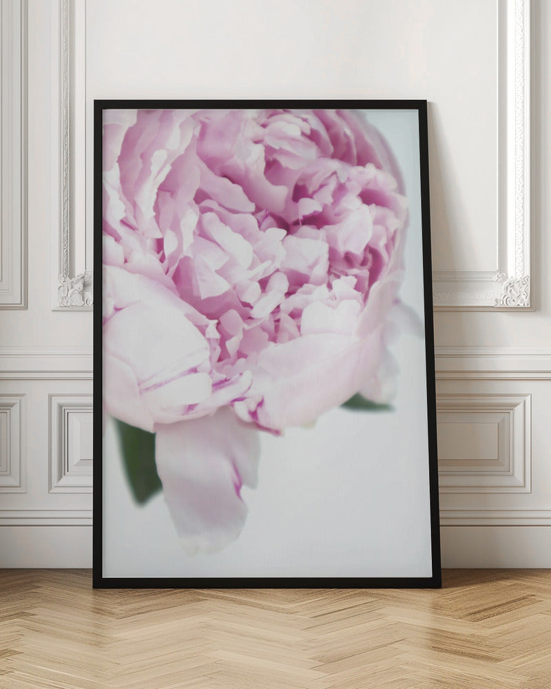 Subdued peony VII Poster