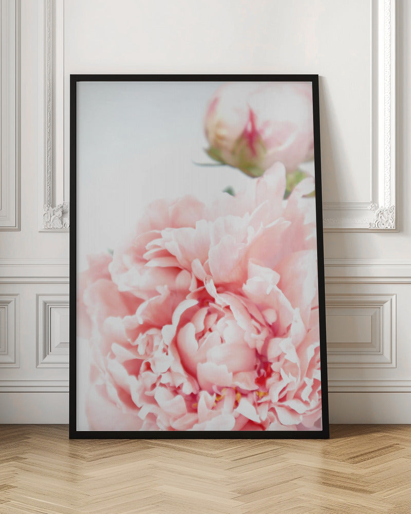 Blush peony IX Poster