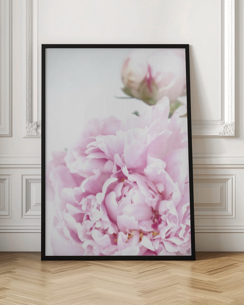 Subdued peony IX Poster