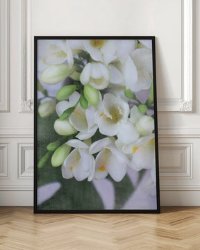 Distressed freesias I Poster