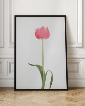 Pink tulip Poster