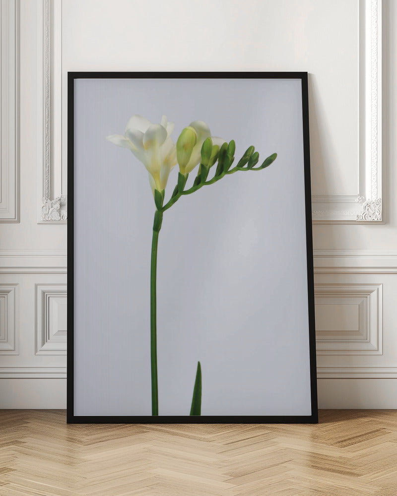 White freesia Poster