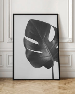 Gray monstera leaf Poster