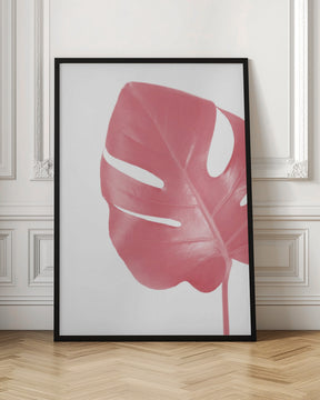 Pink monstera leaf Poster