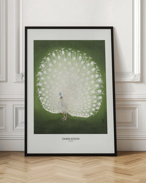 Peacock - Wide Poster