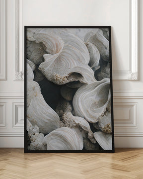 Sea Shells Detail No 2 Poster