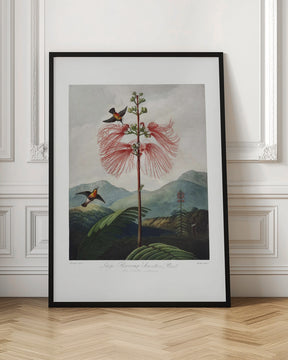 Large–Flowering Sensitive Plant from The Temple of Flora (1807) Poster