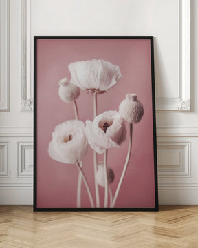 White Poppy On Pink Background Poster