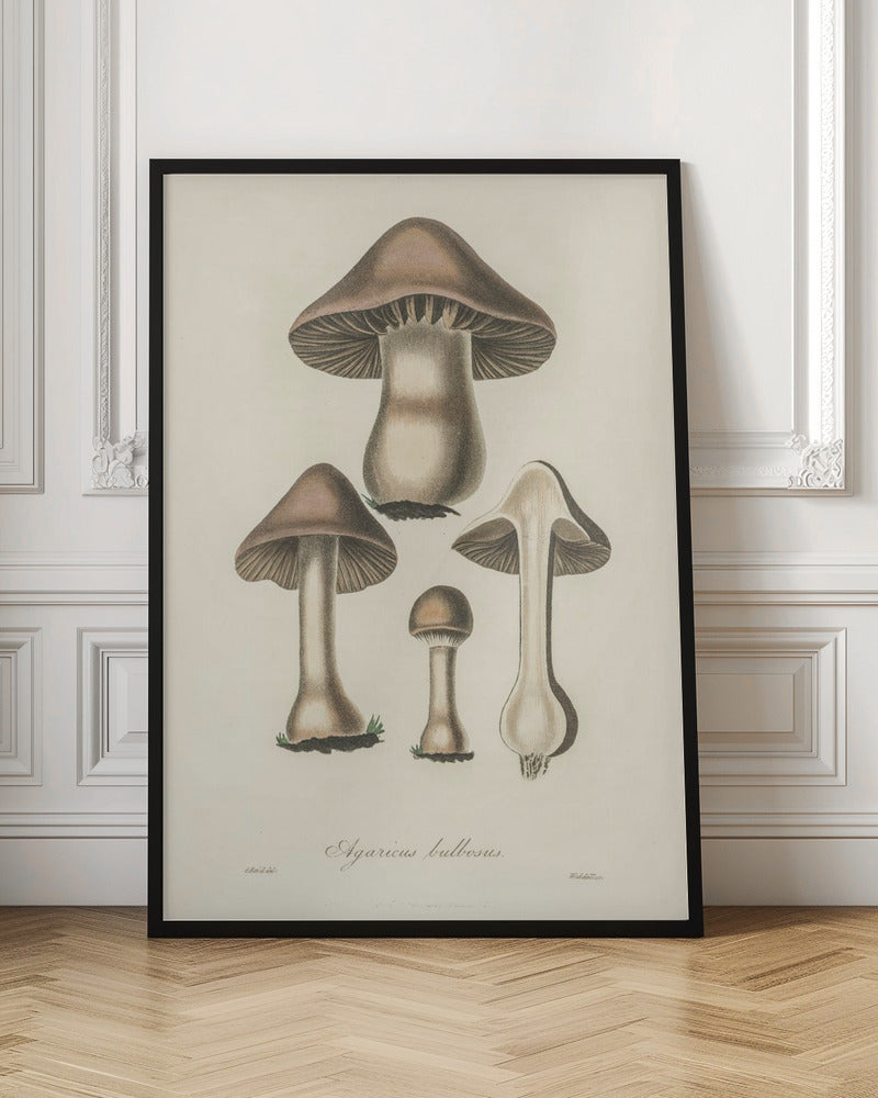 Agaricus Bulbosus Illustration. Medical Botany 1836 Poster