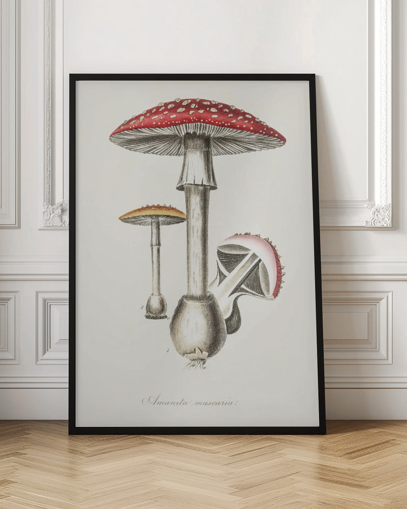 Amanita Muscaria Illustration. Medical Botany 1836 Poster