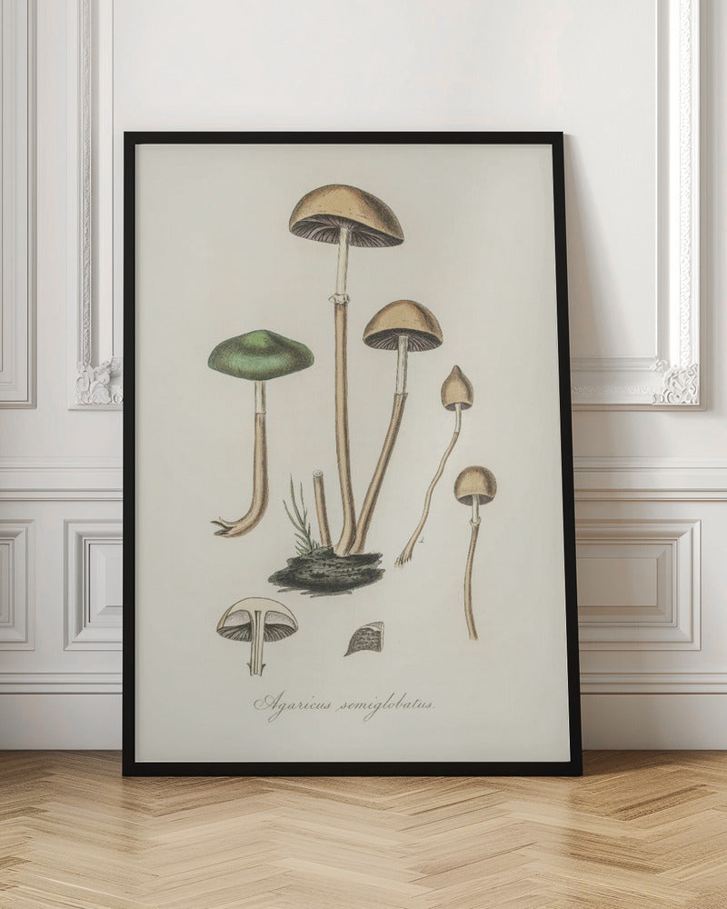 Agaricus Semiglobatus Poster