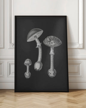 Amanita Muscaria  Black Backgound BW Poster