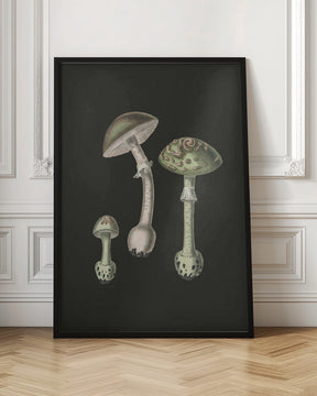 Amanita Muscaria Dark Background Poster