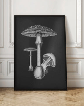 Amanita Muscaria Dark Background BW Poster