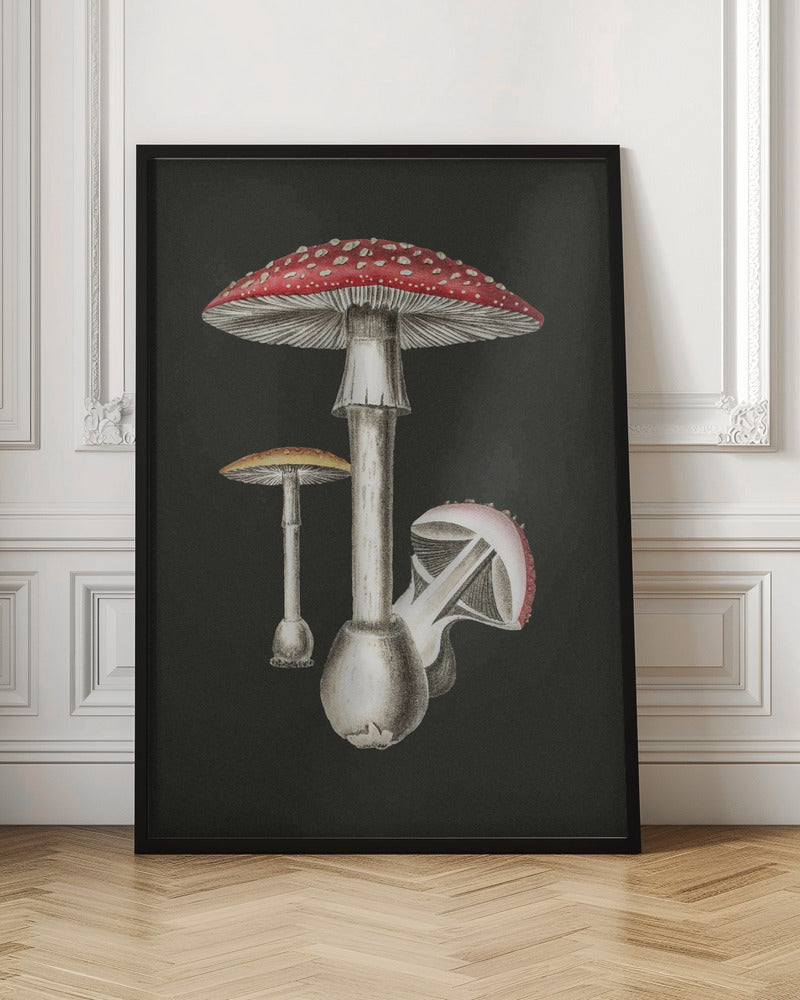 Amanita Muscaria Dark Background Poster