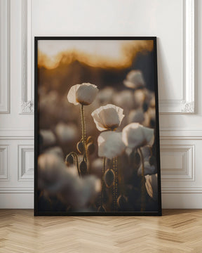 White Poppy Field No 2 Poster