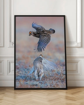 Greater Prairie Chicken Poster