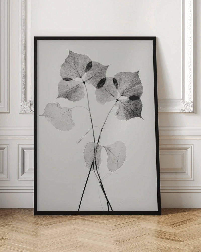 Transparent Botanic No 2 Poster