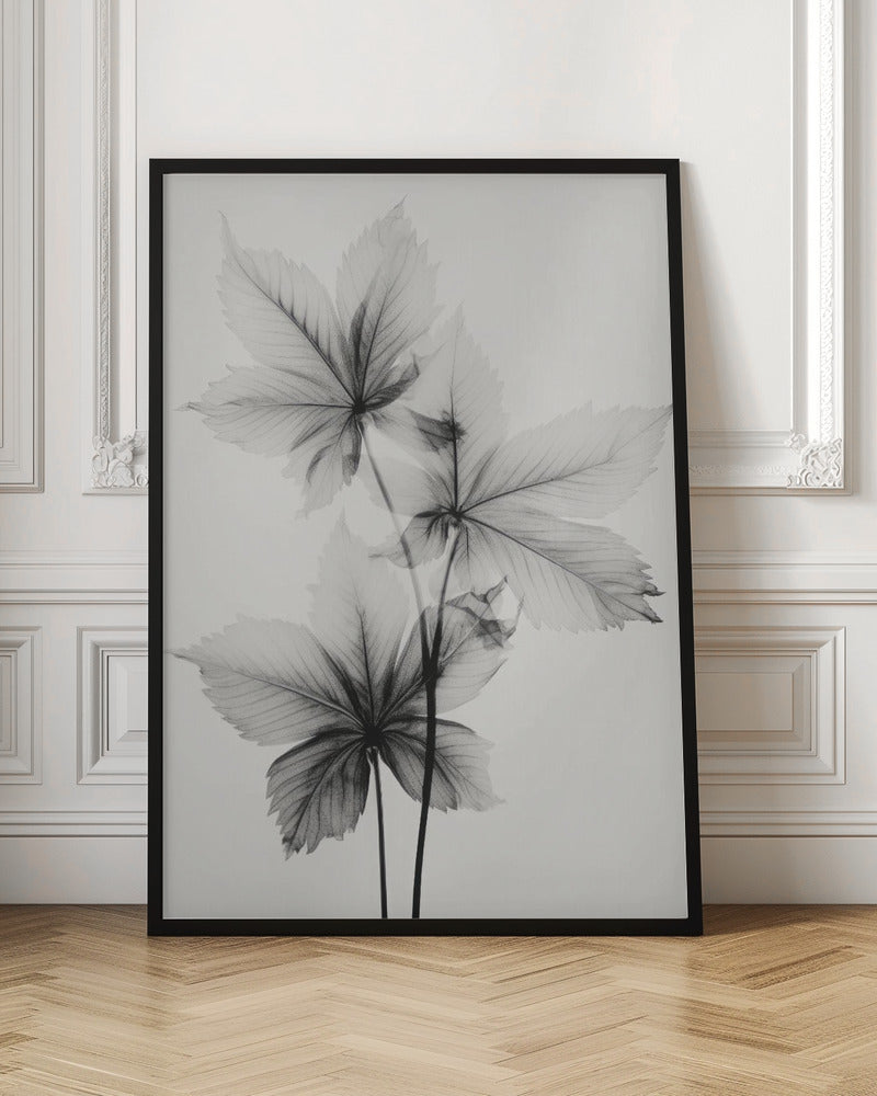 Transparent Botanic No 5 Poster