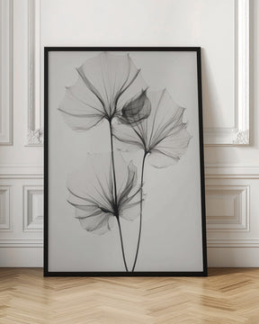 Transparent Botanic No 3 Poster