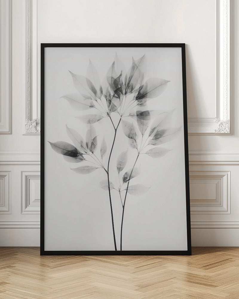 Transparent Botanic No 8 Poster