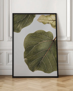 Abutifolia No2 Poster