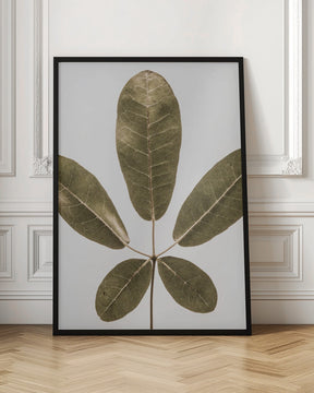 Autum Leaf Poster