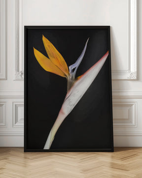 Bird of Paradise Poster