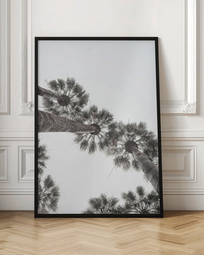 California Palms Poster