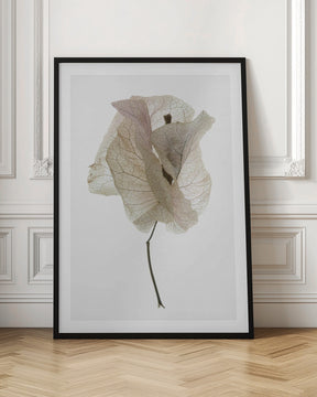 Bougainvillea Study No1 Poster