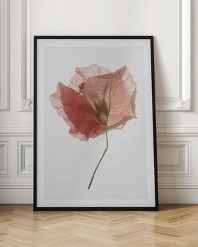 Bougainvillea Study No2 Poster