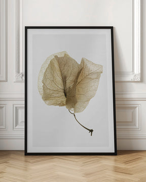 Bougainvillea Study No3 Poster