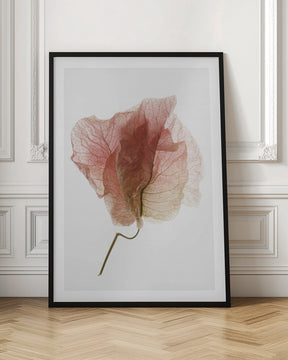 Bougainvillea Study No4 Poster